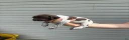 German Shorthaired Pointer dogs for sale: German Shorthaired Pointer 1 - Ad 2