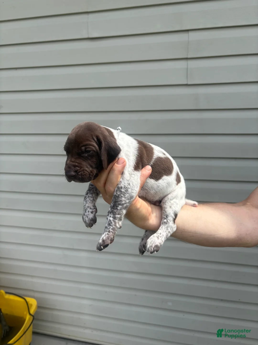 German Shorthaired Pointer dogs for sale: German Shorthaired Pointer 1 - Ad 2