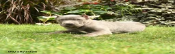 Cane Corso dogs for sale: Mason  - Ad 3