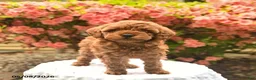 Cavapoo dogs for sale: Brynn  - Ad 3