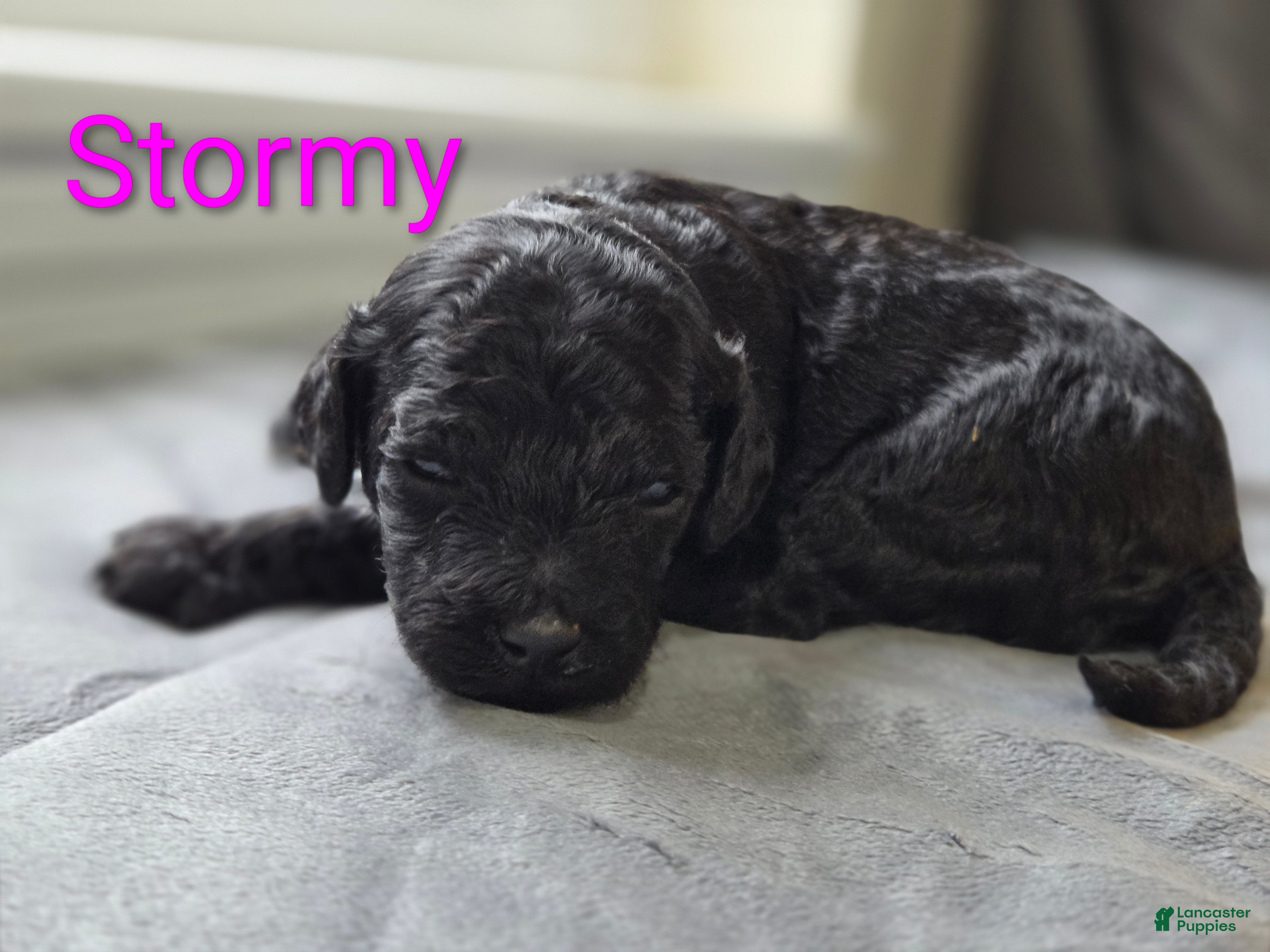 Mini Goldendoodle dogs Stormy - Ad 19