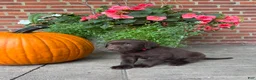 Labrador Retriever dogs for sale: Marley - Ad 1
