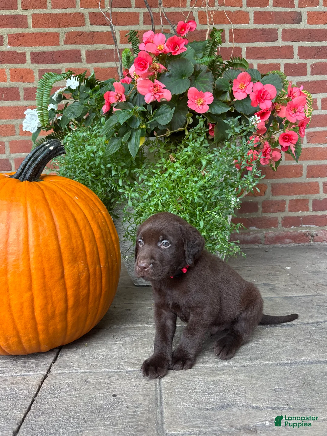 Labrador Retriever dogs for sale: Marley - Ad 1