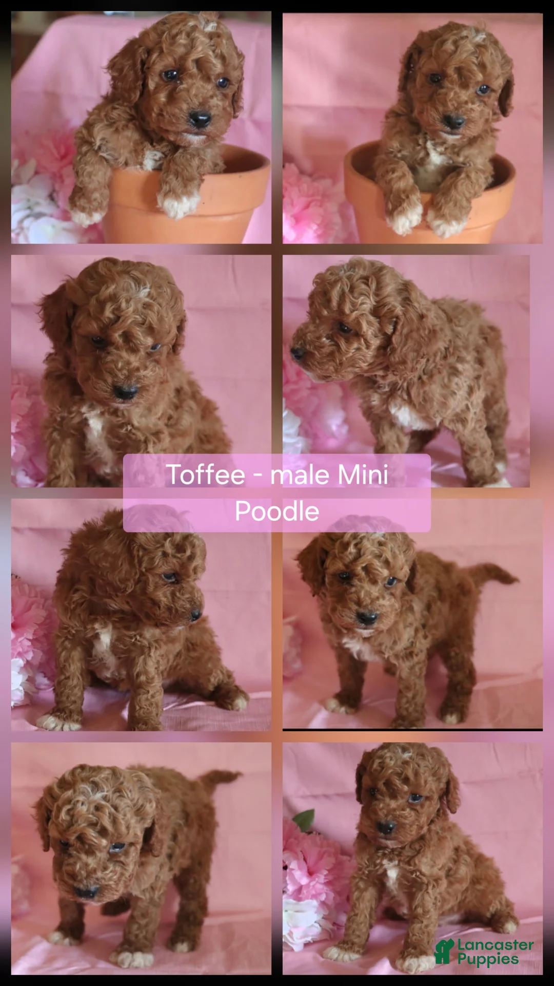 Miniature Poodle dogs for sale: Toffee - Ad 1