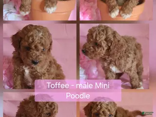 Miniature Poodle dogs Toffee - Ad 21