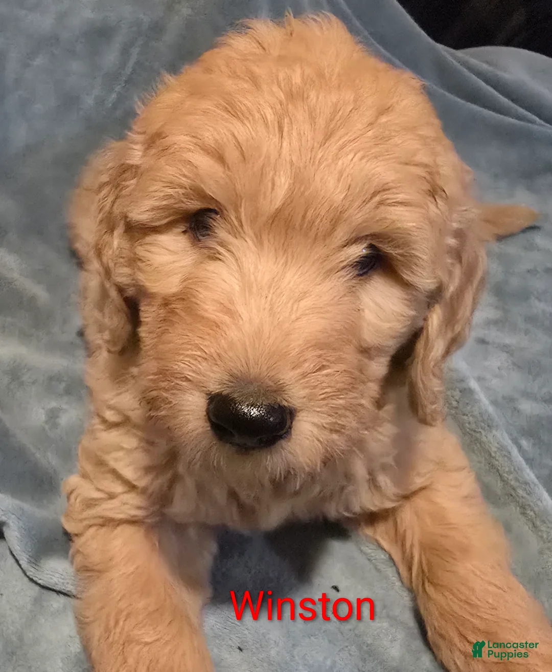 Goldendoodle dogs for sale: Bentley - Ad 4