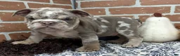 English Bulldog dogs for sale: Eric - Ad 6
