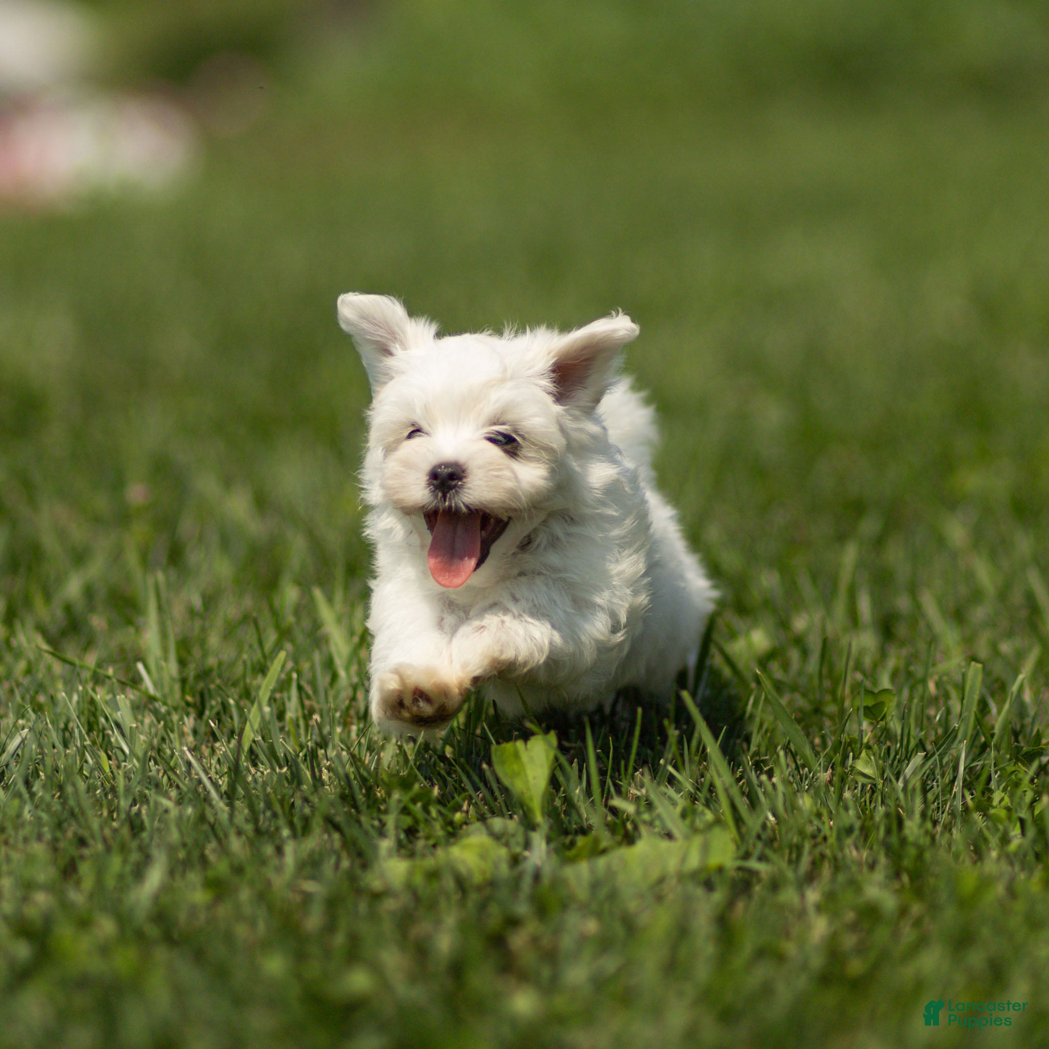 Maltese dogs Lincoln Maltese Puppy - Ad 1
