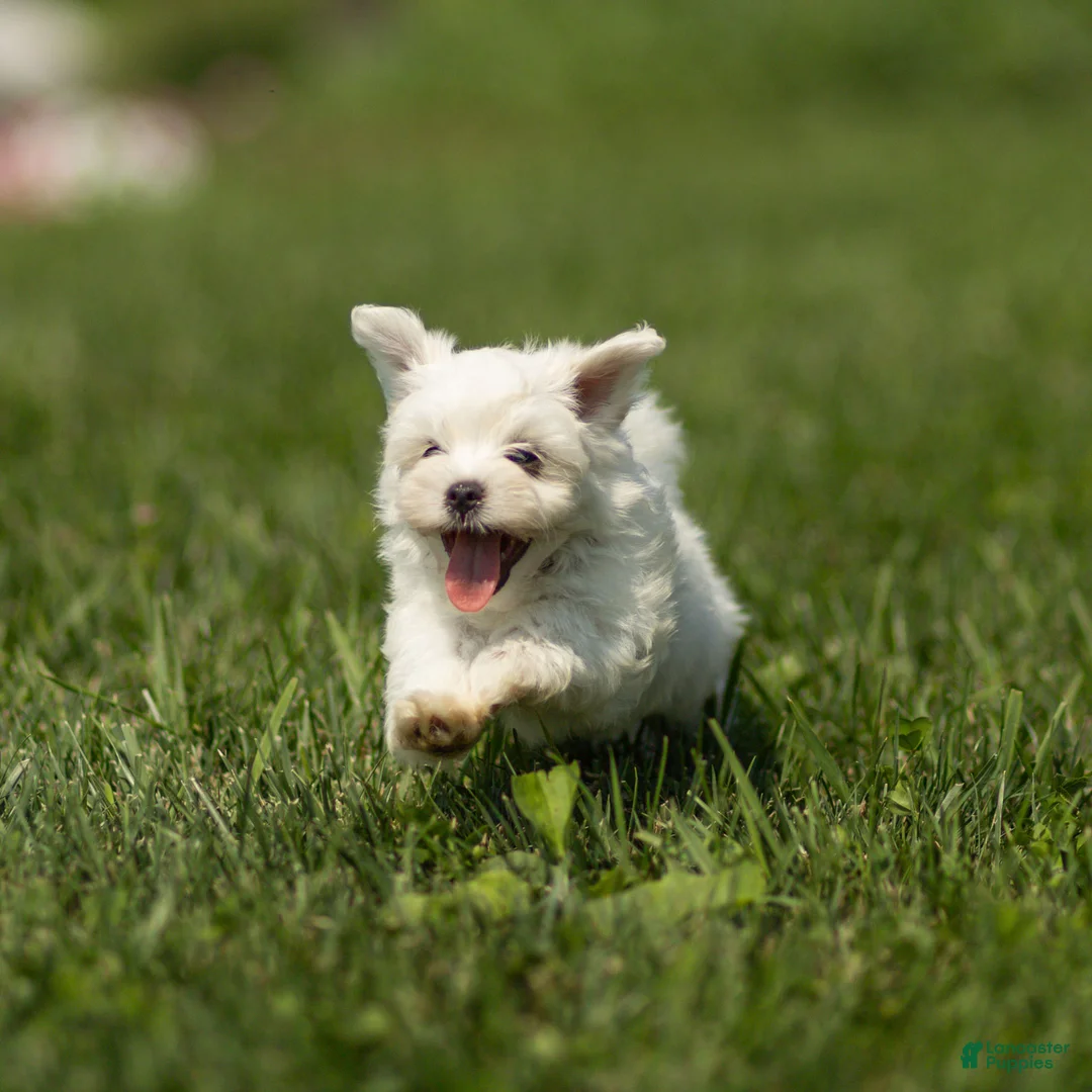 Maltese dogs for sale: Lincoln Maltese Puppy - Ad 1