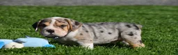 Beabull dogs for sale: Hunter - Ad 6