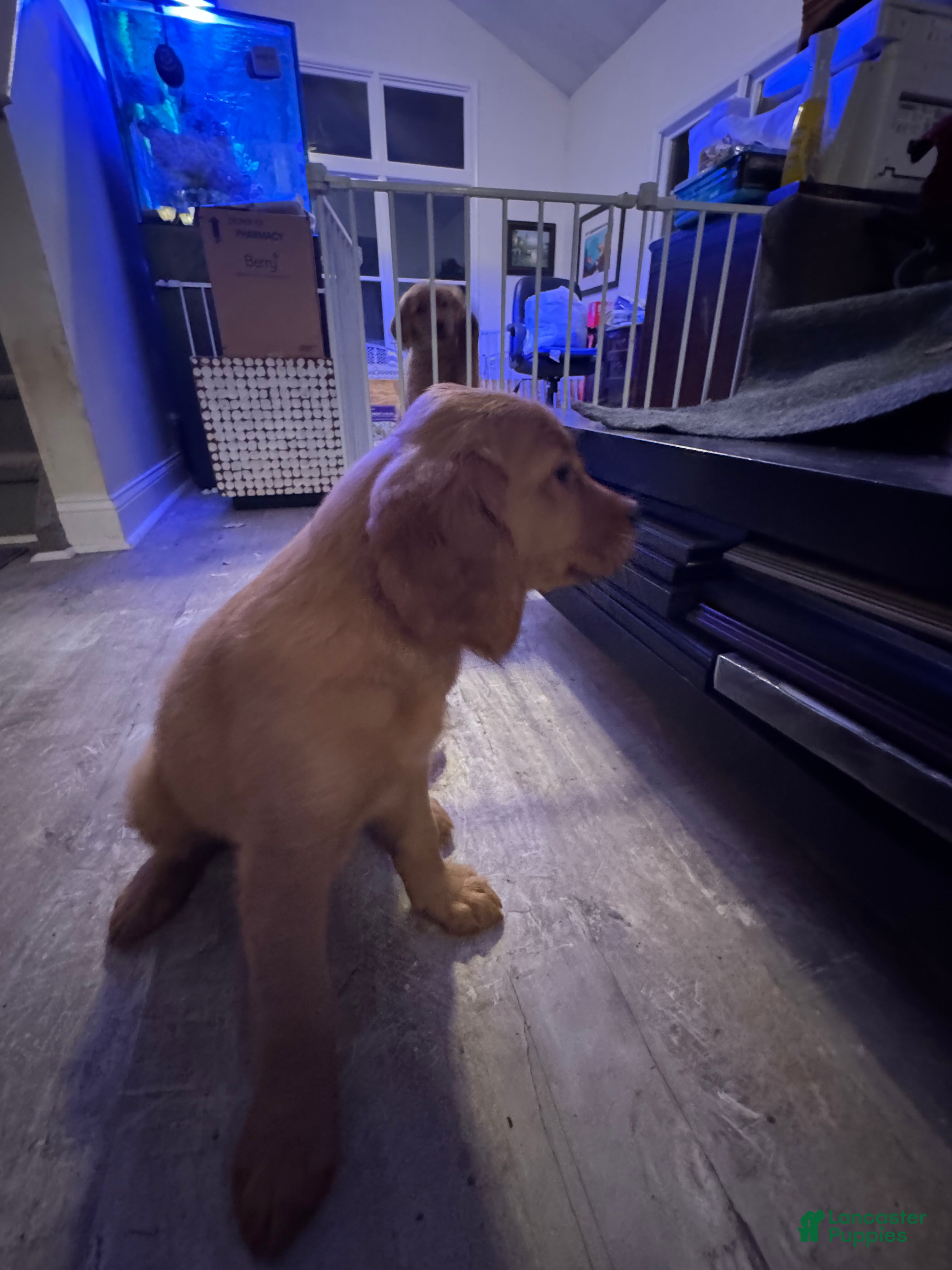 Golden Retriever dogs for sale: Girl 4 - Ad 2