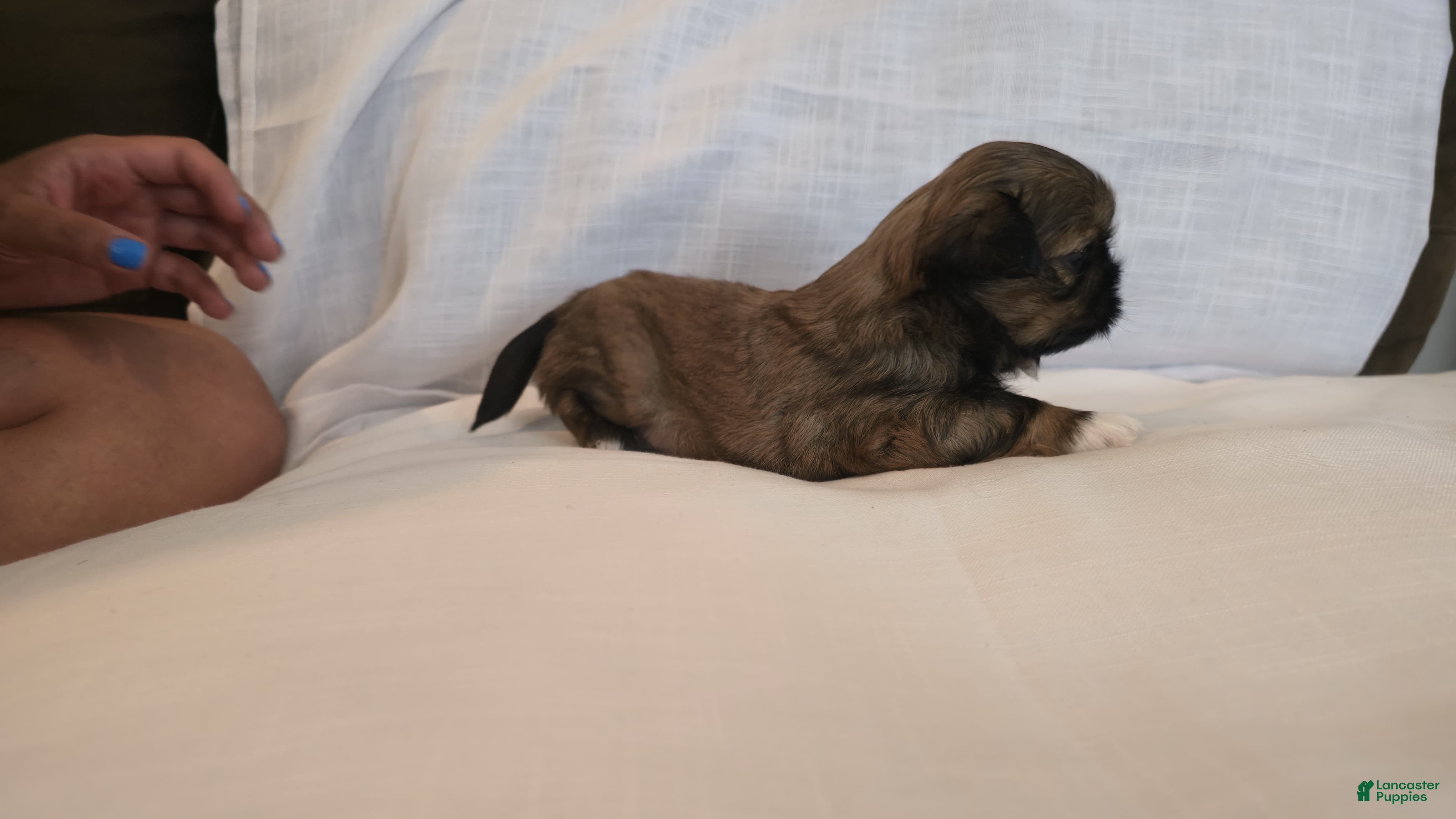 Shih Tzu dogs Gizmo - Ad 2