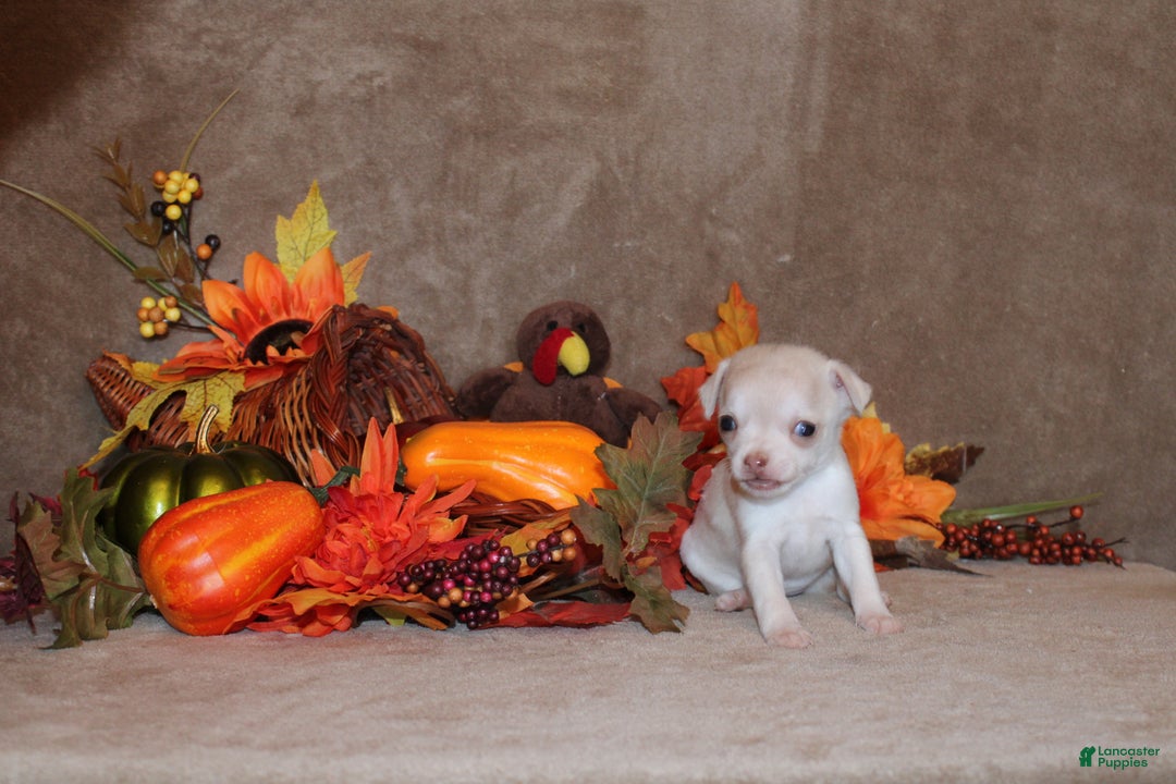 Chihuahua dogs for sale: Rorie - Ad 3