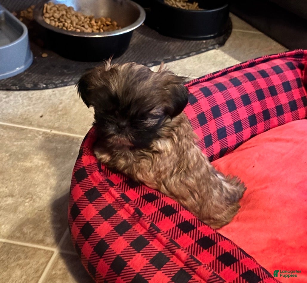 Shih Tzu dogs Lucy - Ad 37