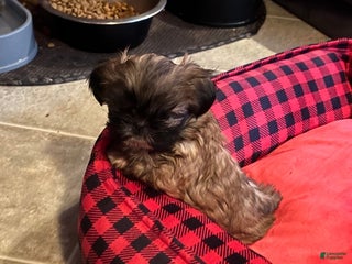 Shih Tzu dogs Lucy - Ad 37