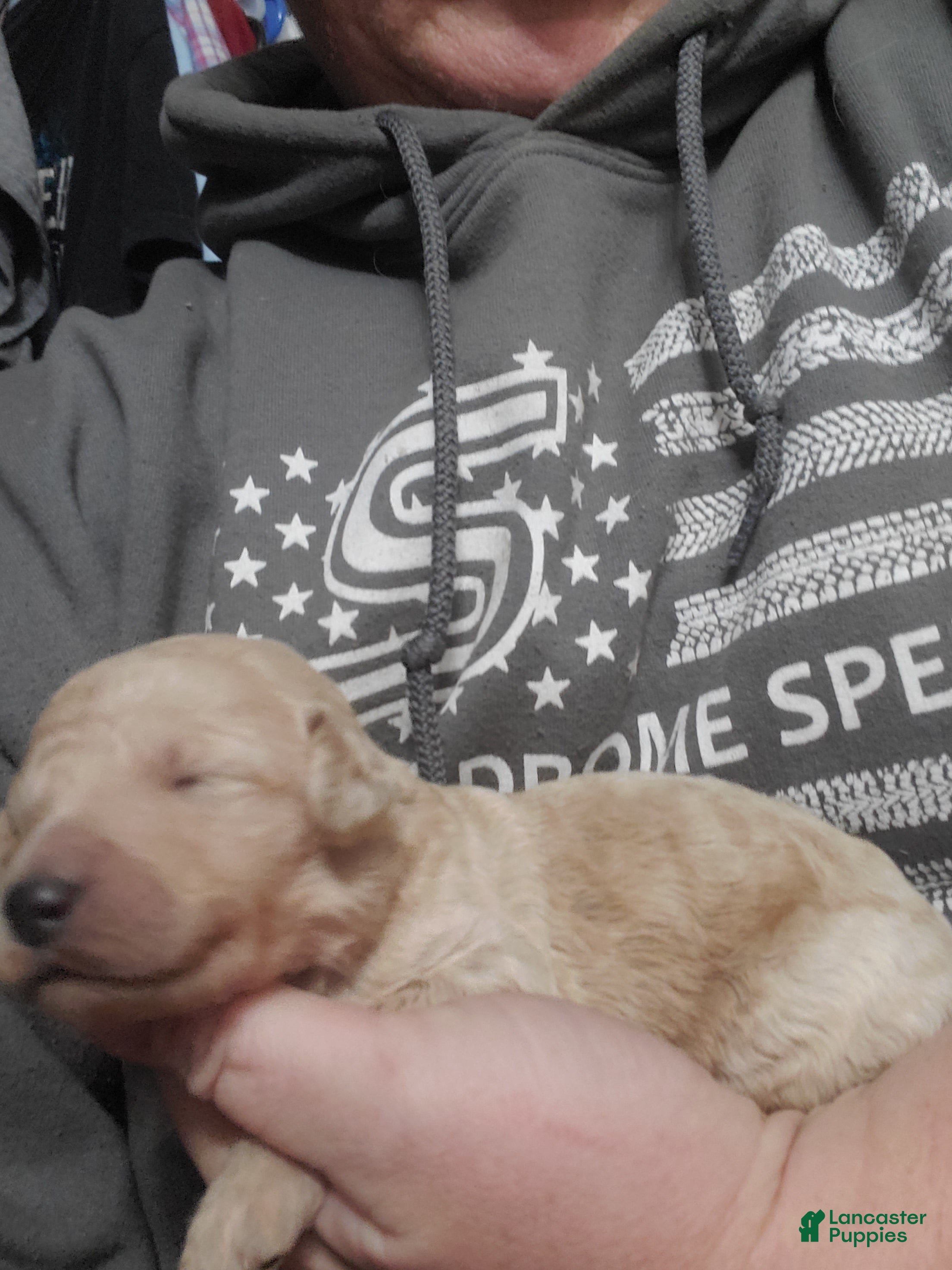 Goldendoodle dogs Goldendoodle Puppy 6 - Ad 13