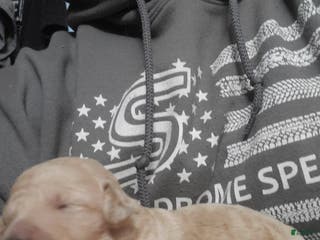 Goldendoodle dogs Goldendoodle Puppy 6 - Ad 24