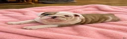 English Bulldog dogs for sale: Blue eyed girl - Ad 3