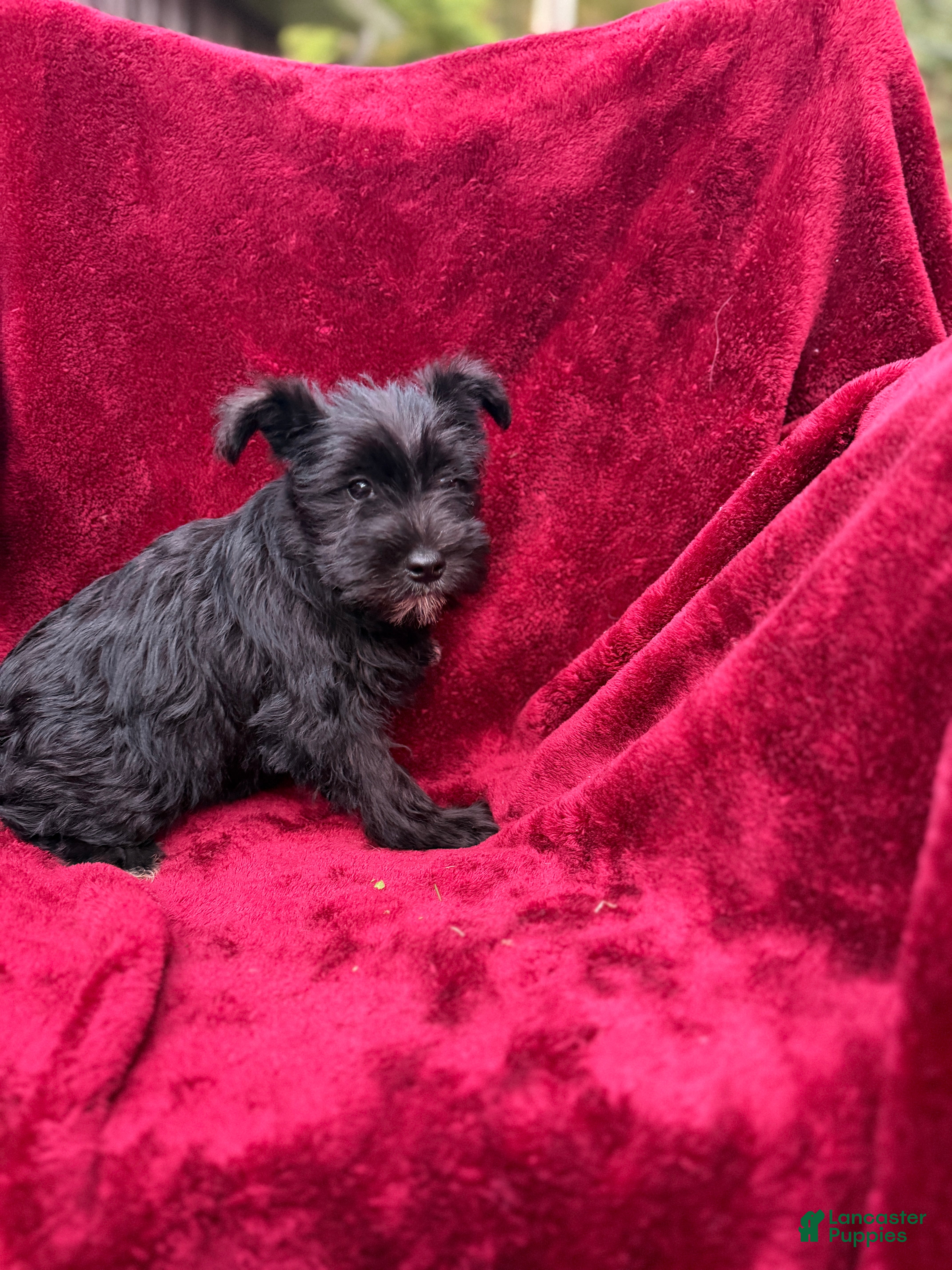 Miniature Schnauzer