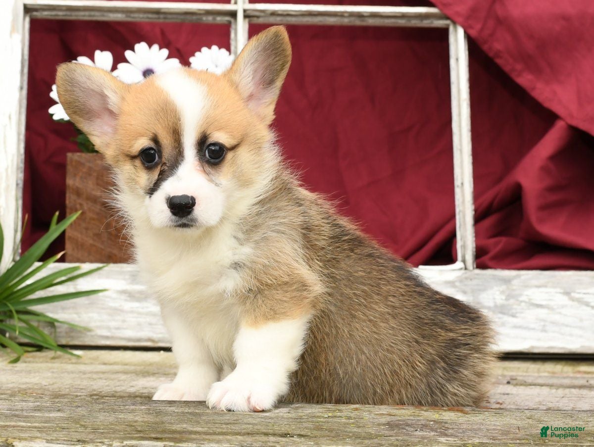 White full grown Welsh Corgi Pembroke Puppies for sale Lancaster
