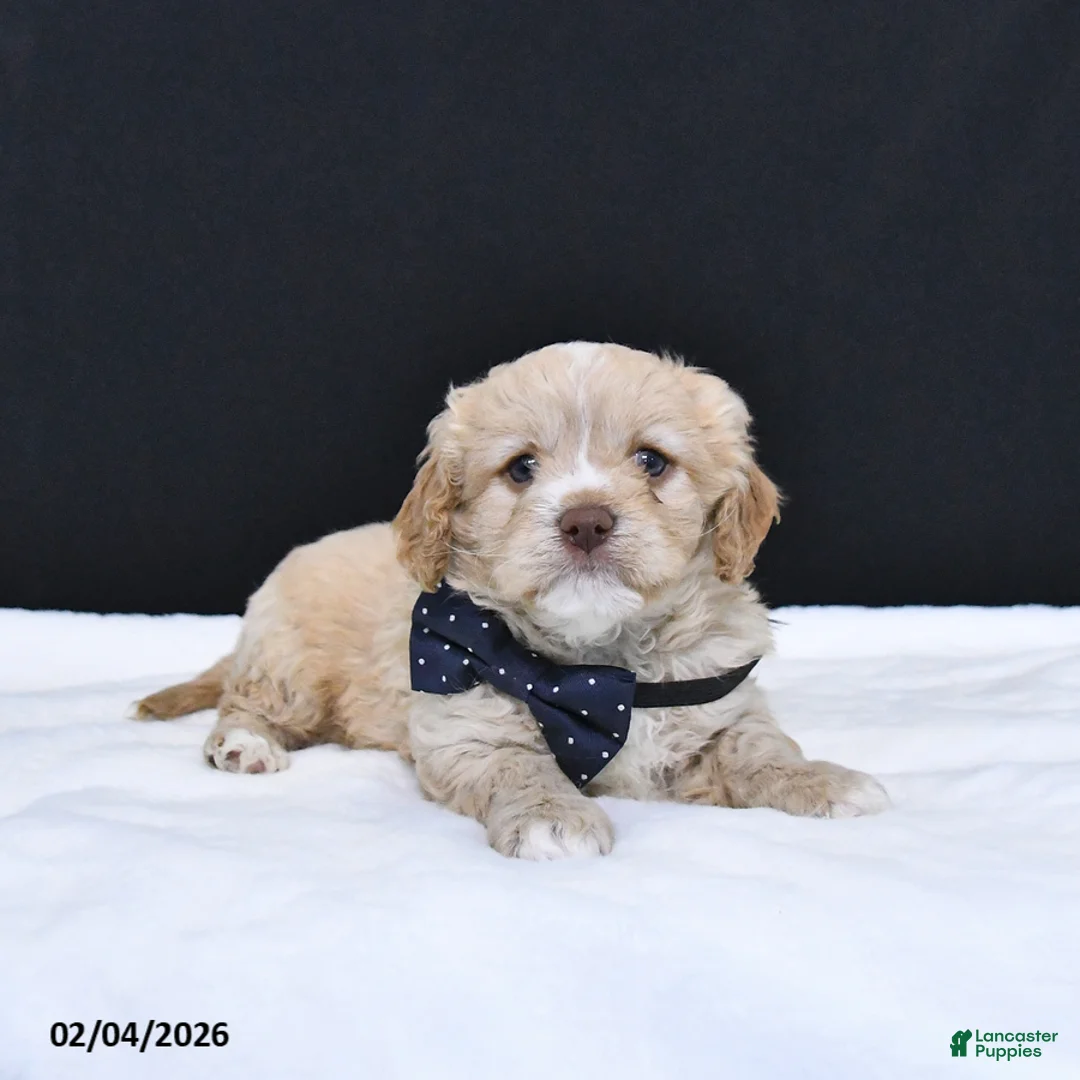 Cavapoo dogs for sale: Zeke - Ad 4