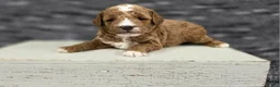 Miniature Poodle dogs for sale: Cooper - Ad 1
