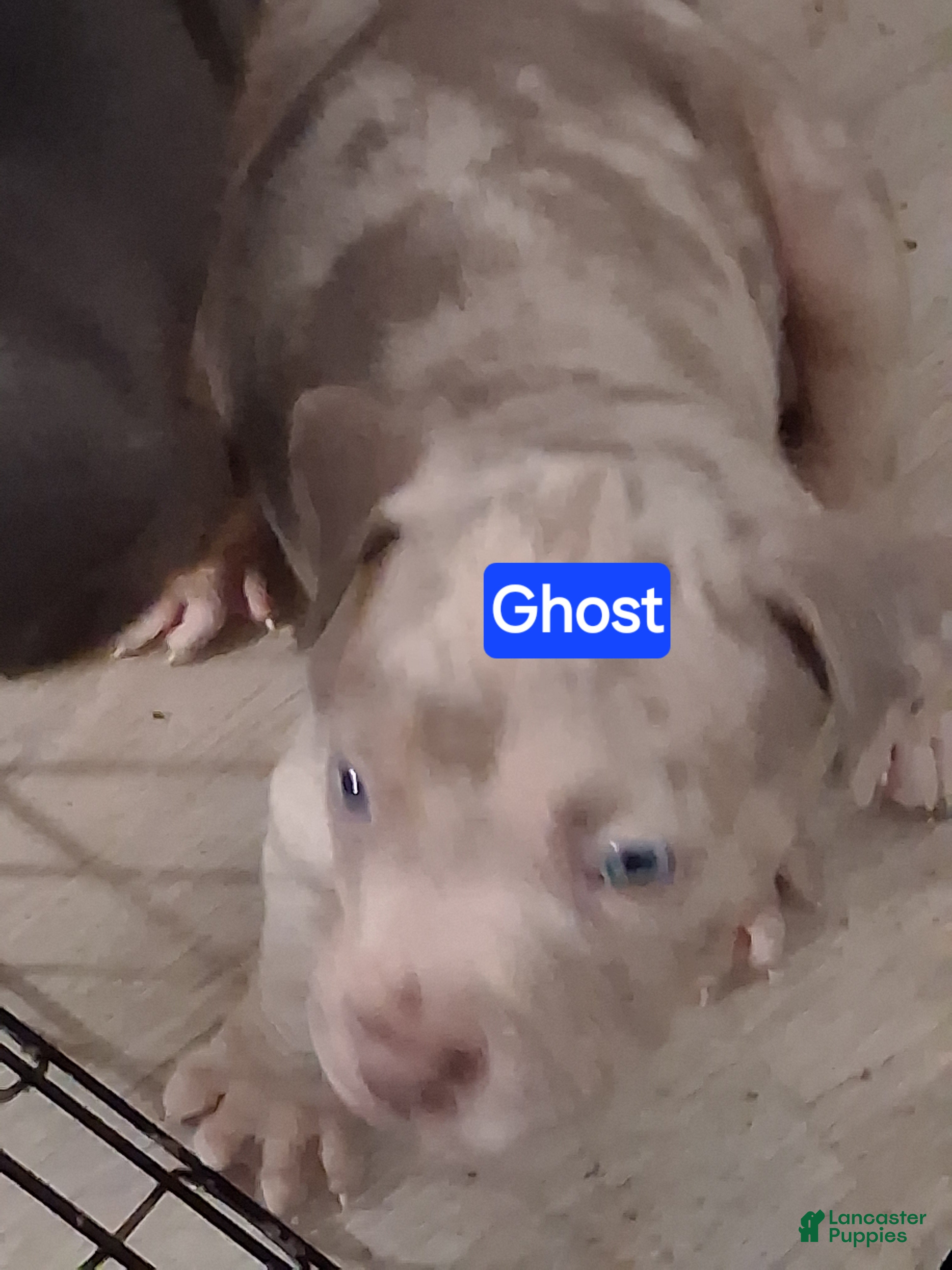 American Bully dogs Ghost - Ad 2