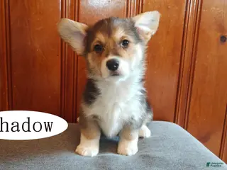 Welsh Corgi Pembroke dogs for sale: Shadow - Ad 2