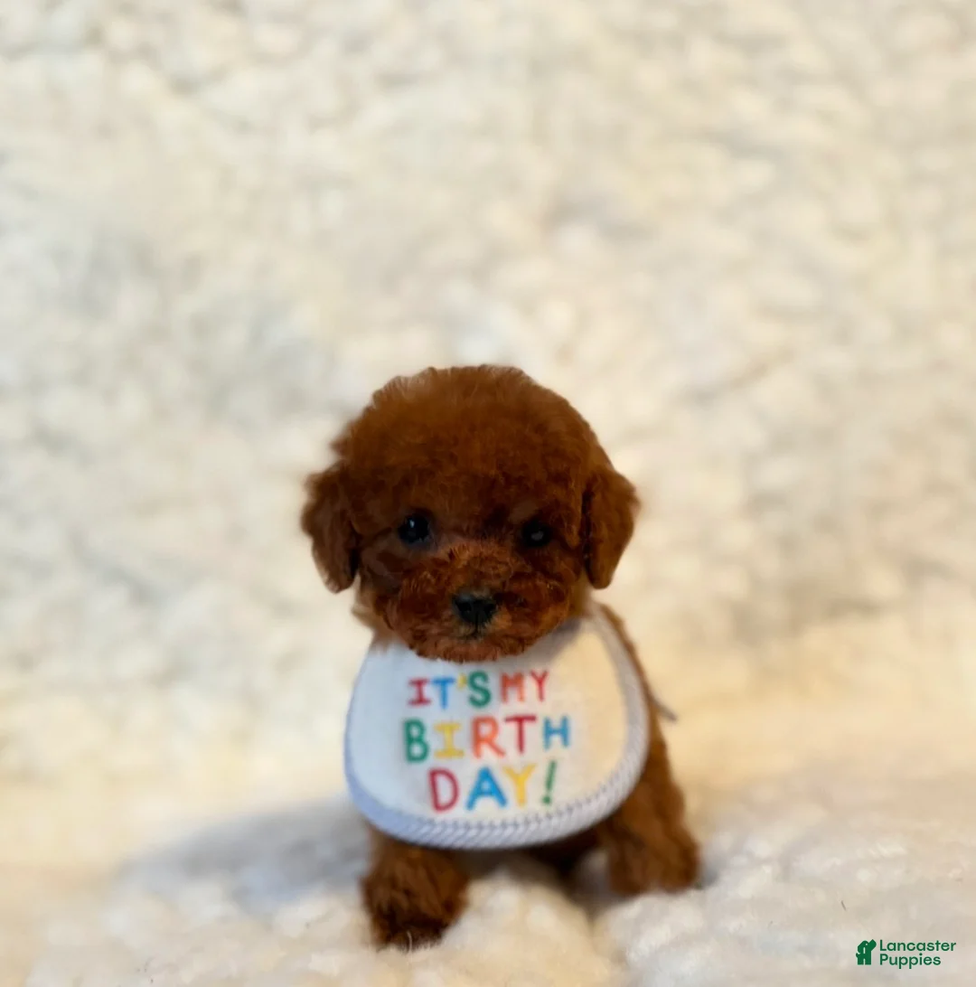 Toy Poodle dogs for sale: Baby Bear deep red - Ad 4