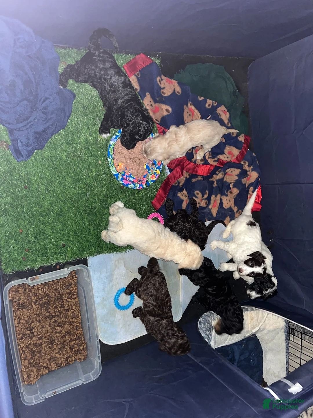 Labradoodle dogs for sale: Chocolate - Ad 15