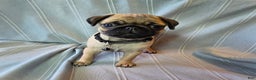 Pug dogs for sale: Fannie - Ad 2