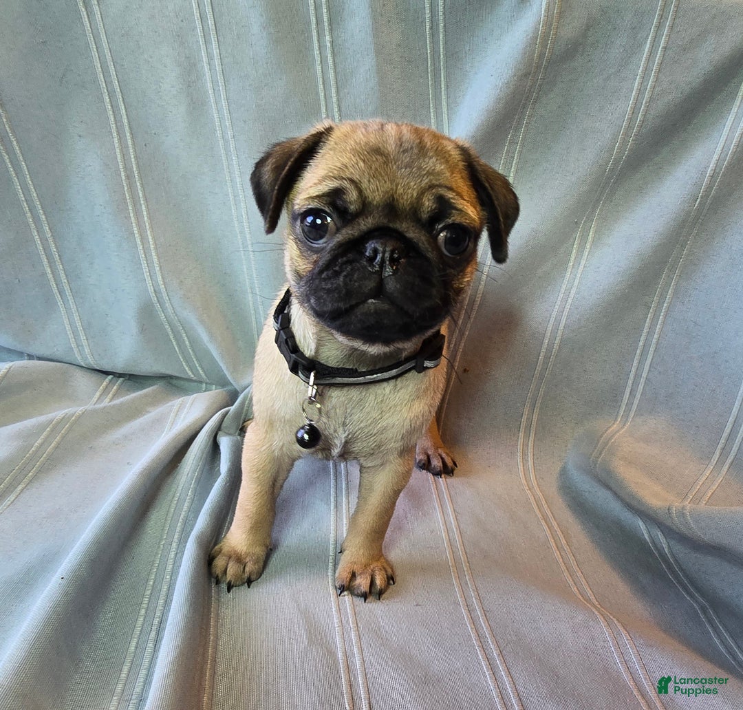 Pug dogs for sale: Fannie - Ad 2