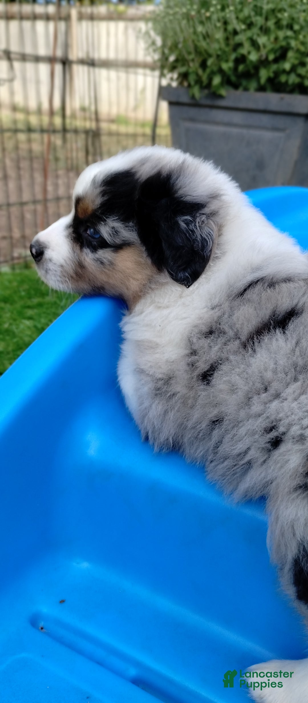 Miniature Australian Shepherd dogs for sale: Nickel - Ad 6