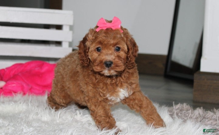 Cockapoo dogs Phoebe  - Ad 2