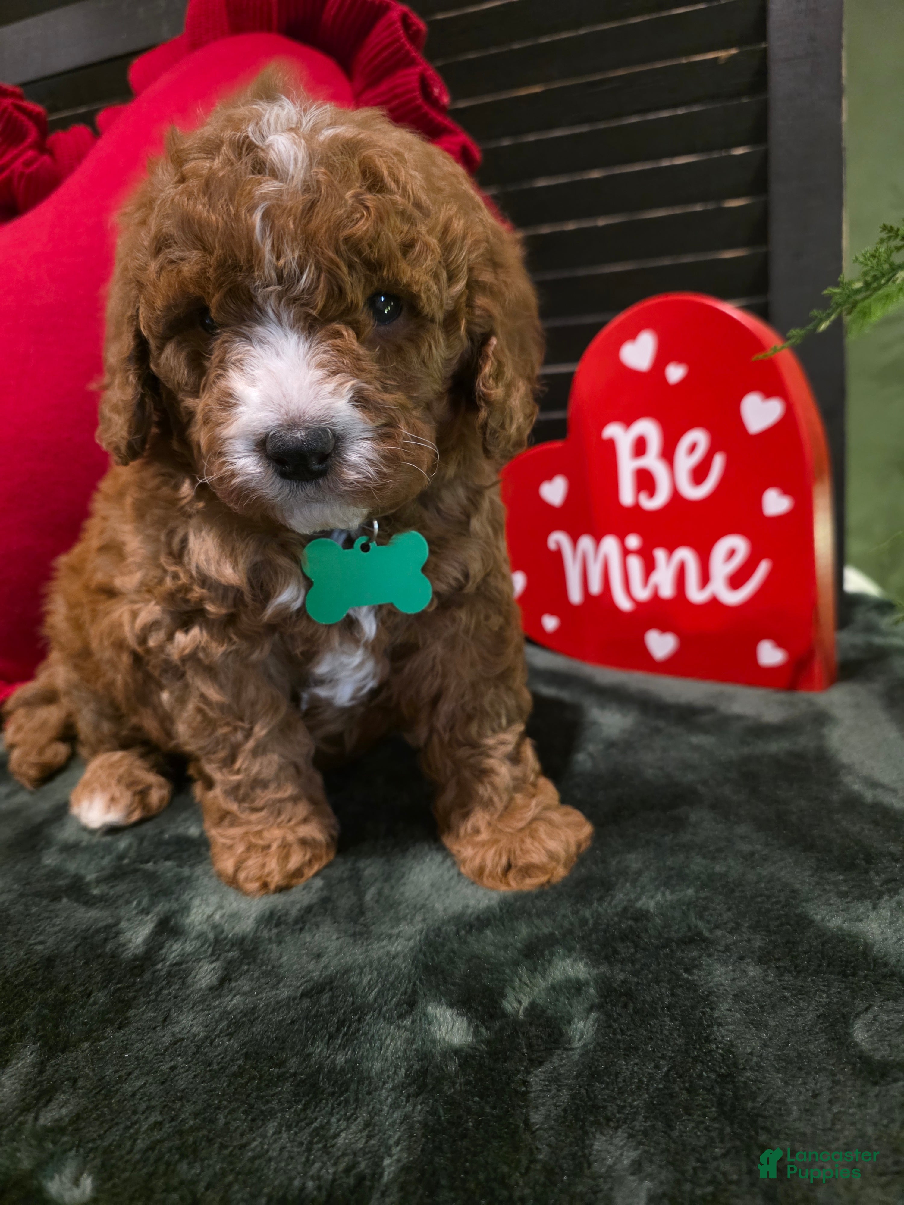 Mini Bernedoodle dogs Colton  - Ad 3