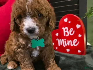 Mini Bernedoodle dogs Colton - Ad 3