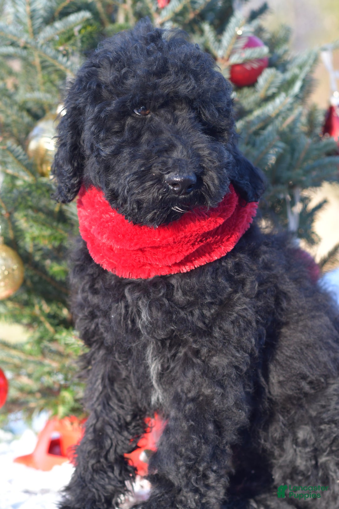 Standard Poodle dogs for sale: Cole - Ad 10