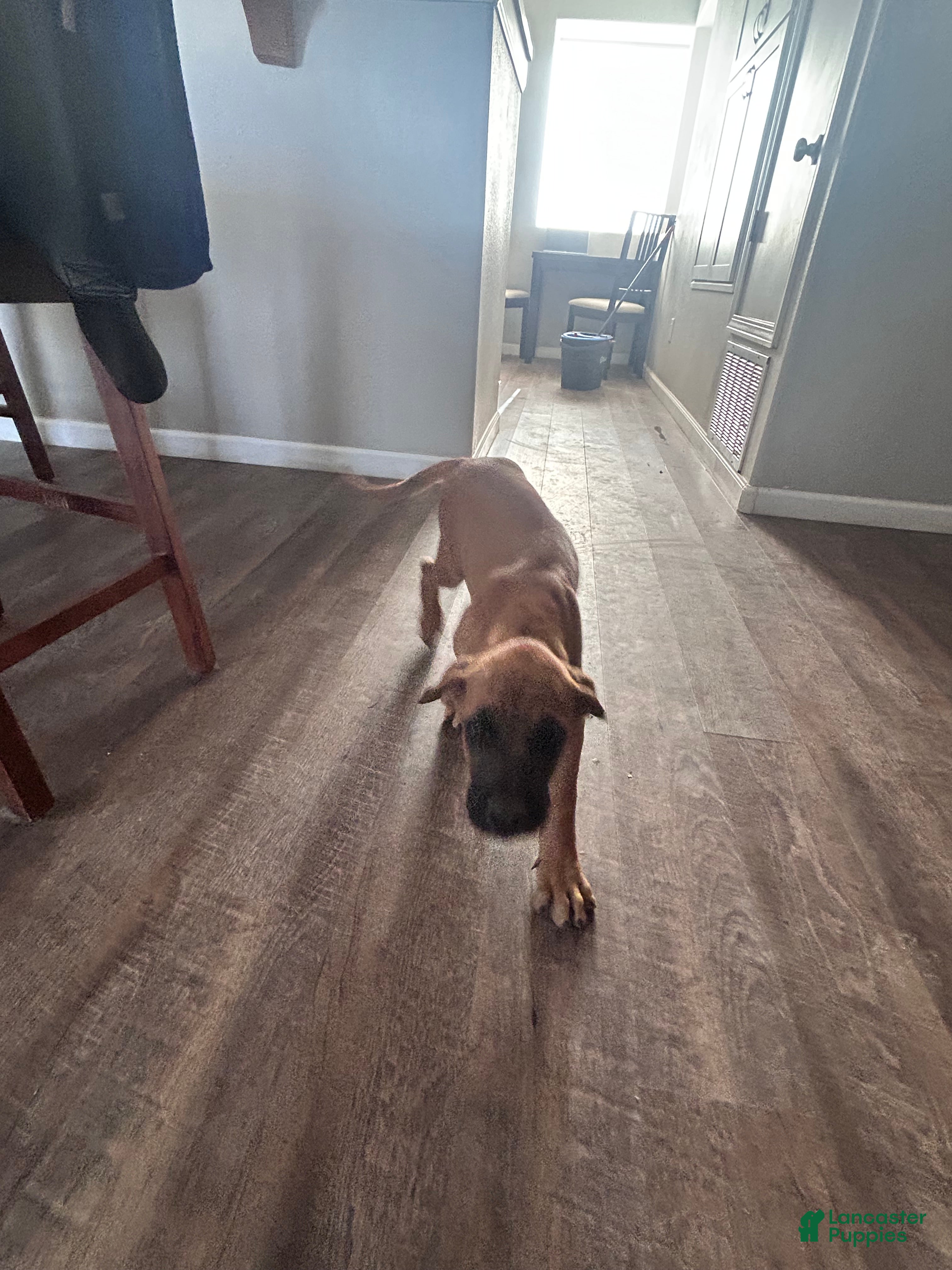English Mastiff dogs English Mastiff 1 - Ad 1