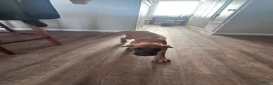 English Mastiff 1