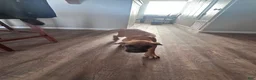 English Mastiff dogs for sale: English Mastiff 1 - Ad 1
