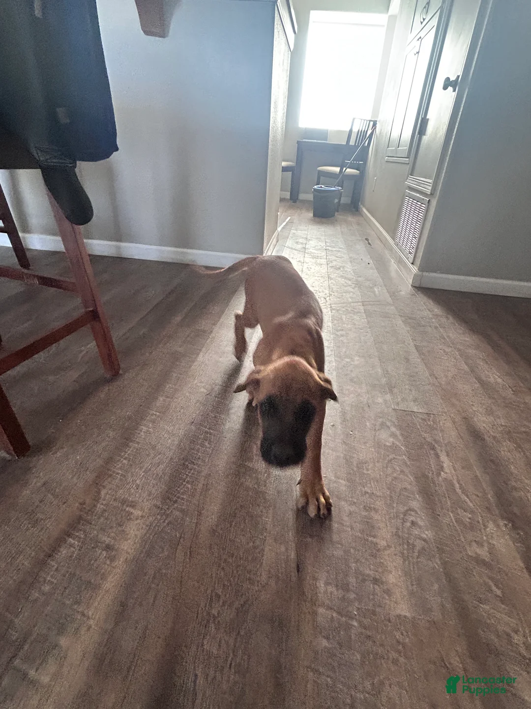 English Mastiff dogs for sale: English Mastiff 1 - Ad 1