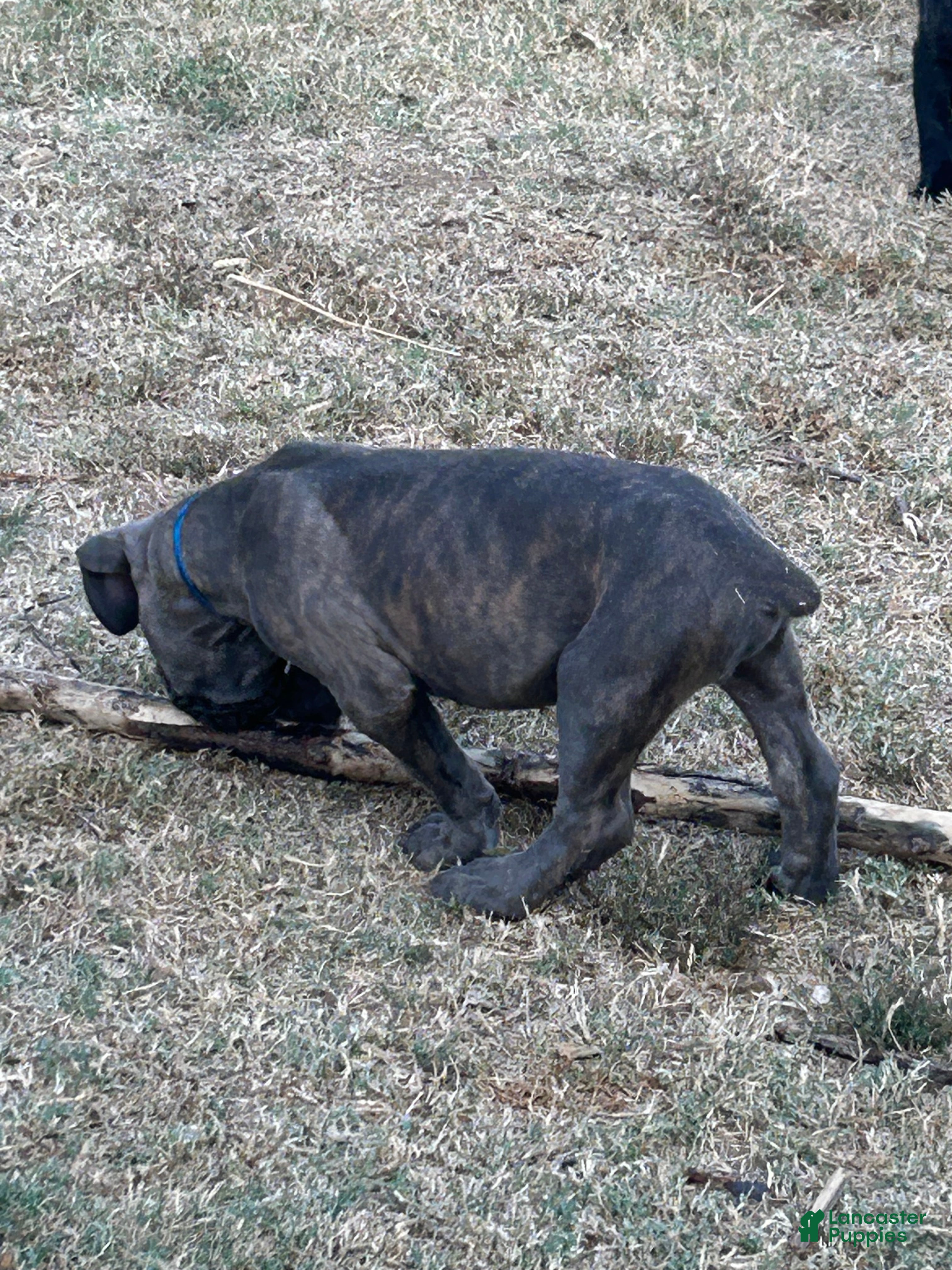 Cane Corso dogs Cane Corso 4 - Ad 2