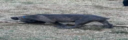 Cane Corso dogs for sale: Cane Corso 4 - Ad 2