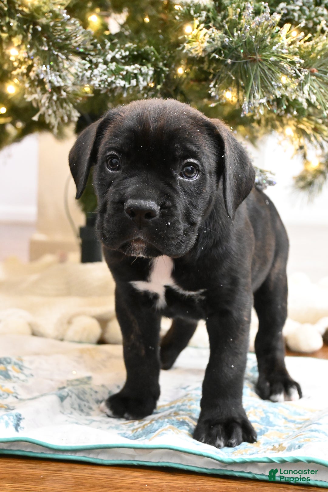 Cane Corso dogs for sale: Cash - Ad 1