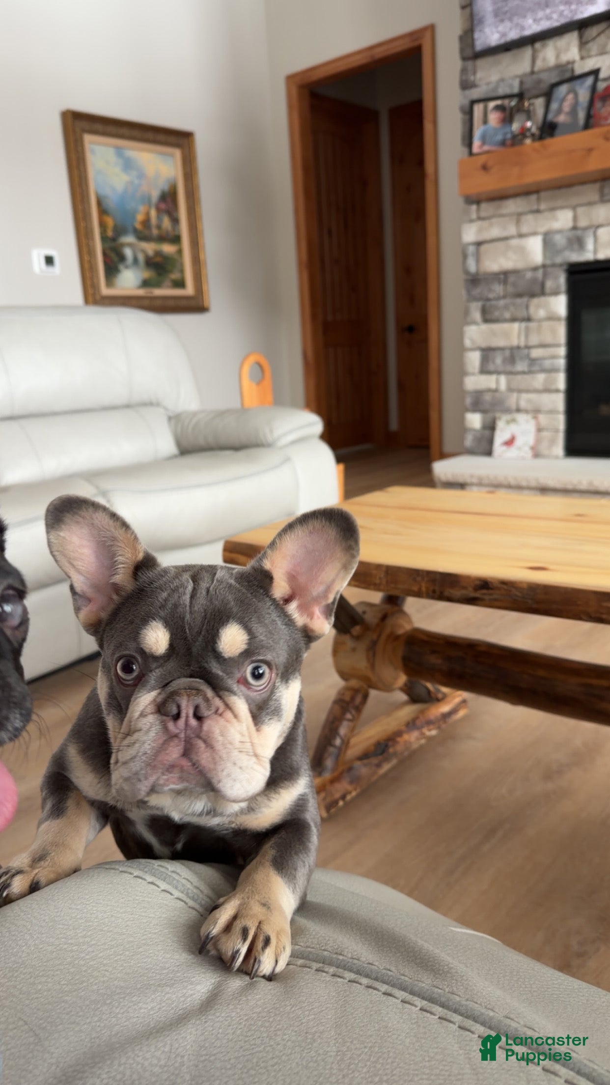 French Bulldog dogs French Bulldog Puppy 1 - Ad 2