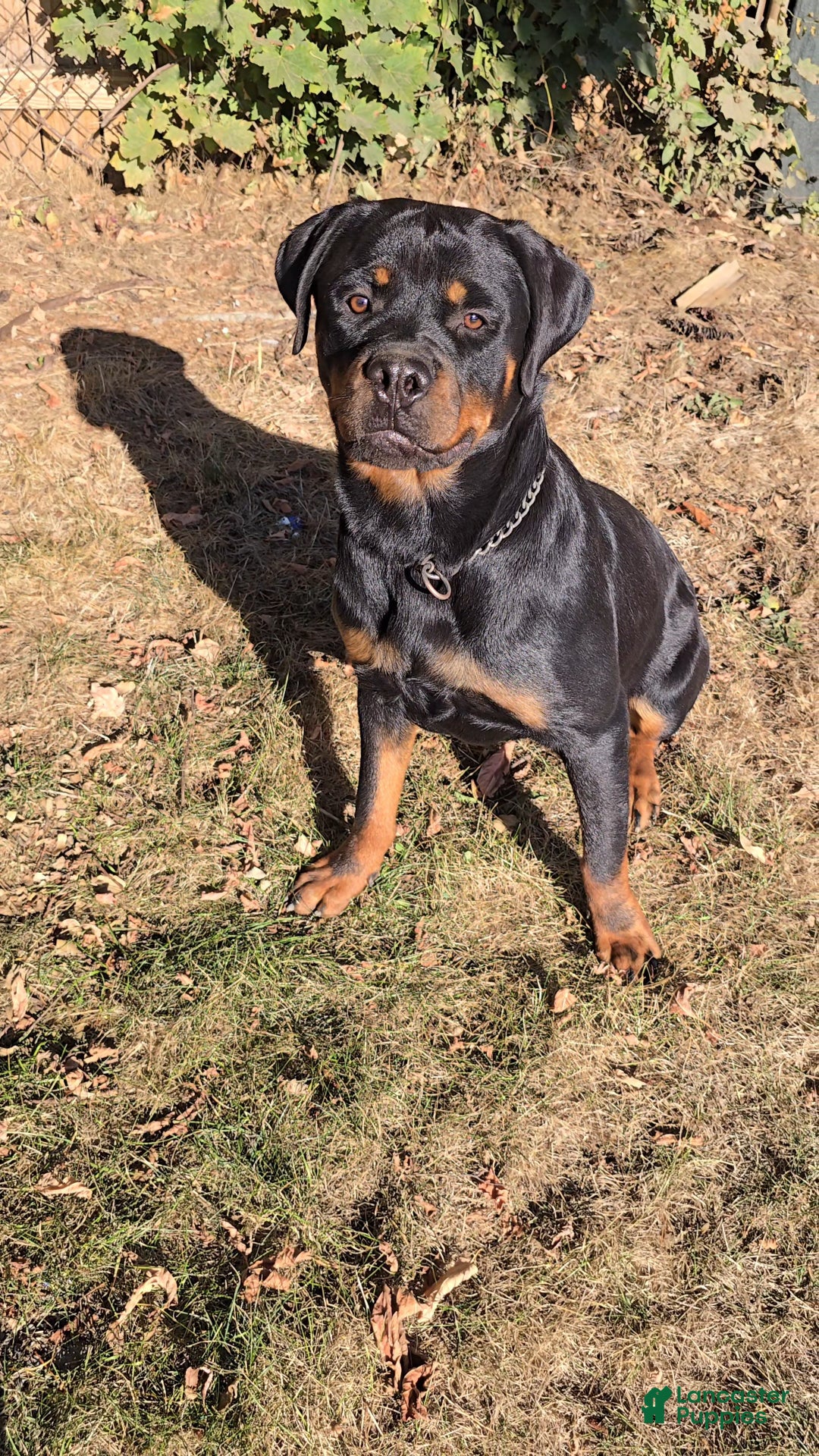 Rottweiler dogs for sale: Rottweiler Puppy 1 - Ad 2