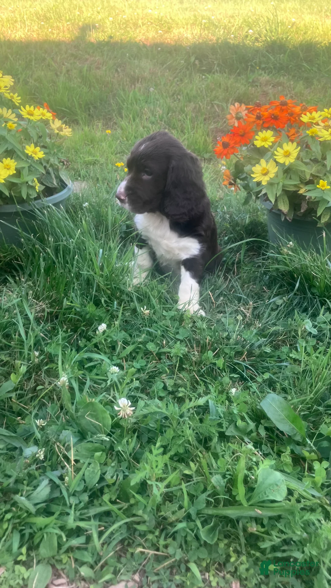 English Springer Spaniel dogs for sale: Candy - Ad 3