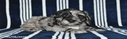 Cockapoo dogs for sale: Oreo - Ad 5