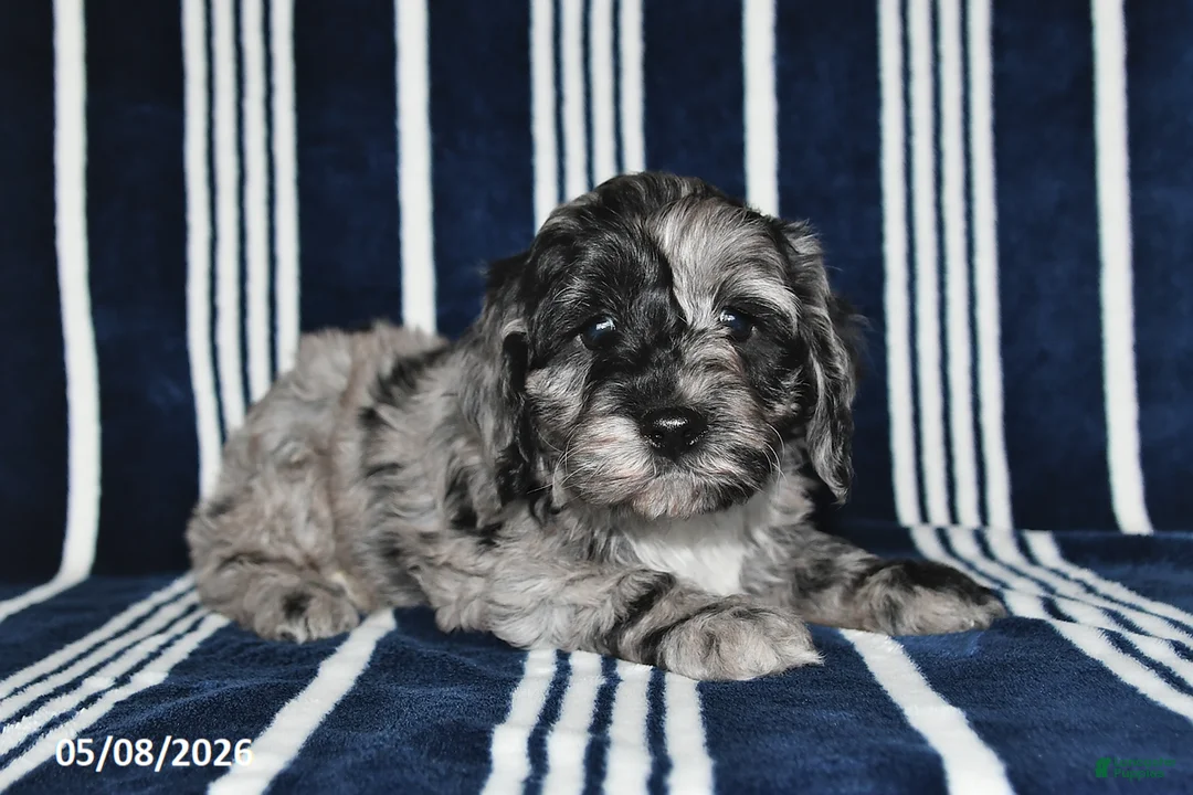 Cockapoo dogs for sale: Oreo - Ad 5