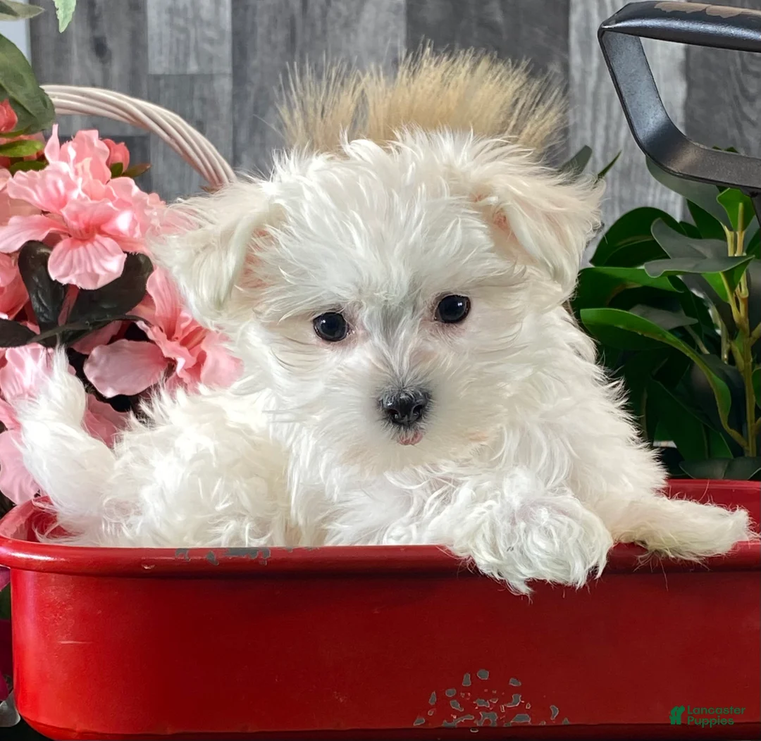 Maltese dogs for sale: Mya - Ad 1